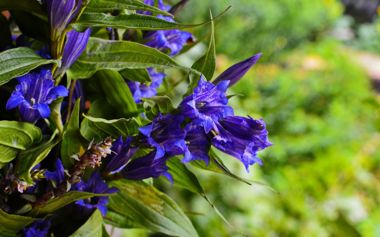 Schwalbenwurz-Enzian (Gentiana asclepiadea)