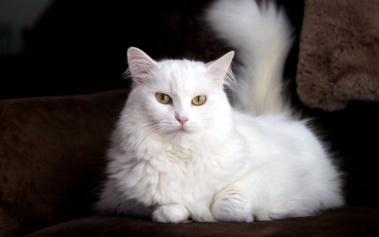 Manche der traditionell weissen Katzen haben Probleme mit genetischer Taubheit.