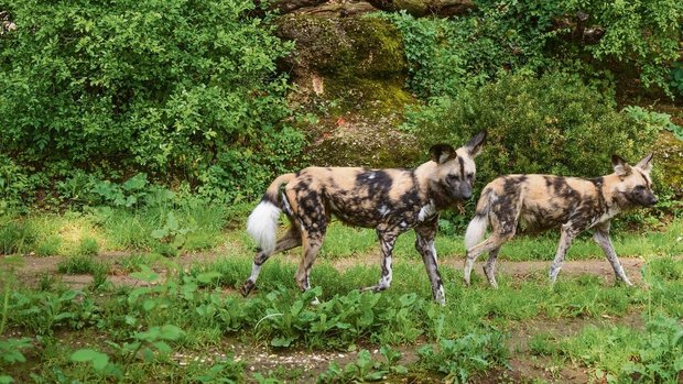 Die Zusammenführung der beiden Afrikanischen Wildhunde glückte von Anfang an. 