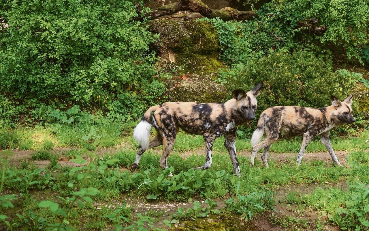 Die Zusammenführung der beiden Afrikanischen Wildhunde glückte von Anfang an. 