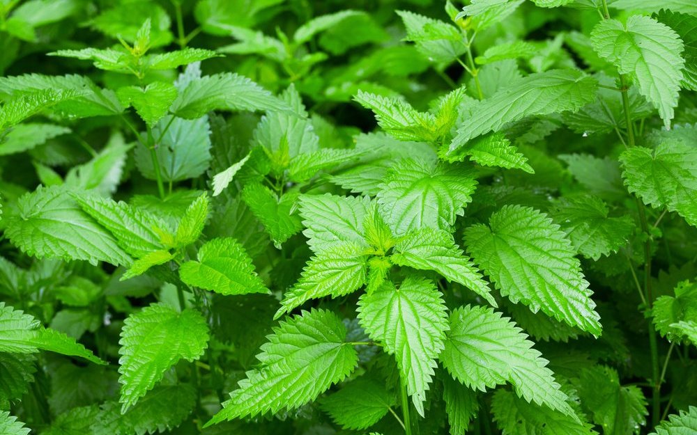 Neben ihren entwässernden Eigenschaften hat die Brennnessel dank ihrer Pflanzenfarbstoffe auch eine entzündungshemmende und antioxidative Wirkung.