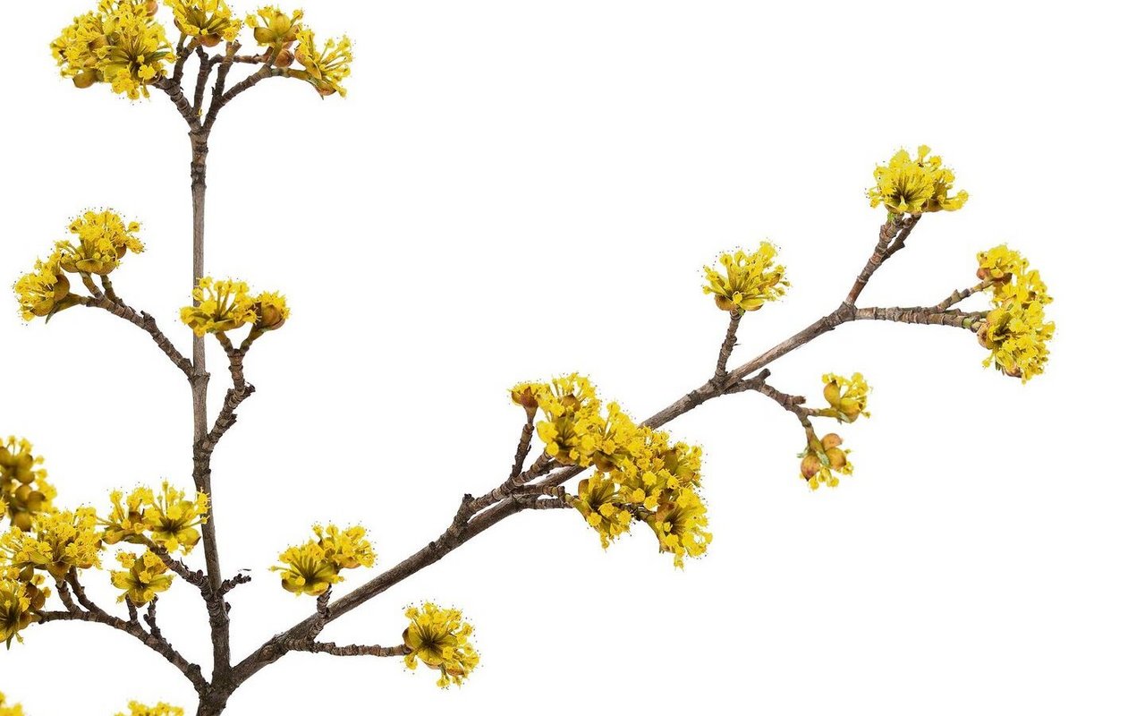 Die Blüten der Kornelkirsche erfreuen im Frühling, wohingegen die Kirschen im Herbst einen schönen Schmuck bilden. 