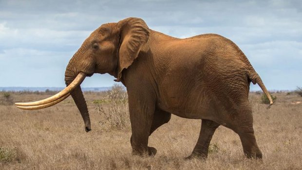 Afrikanischer Elefant mit Stosszähnen