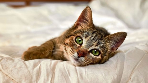 katze