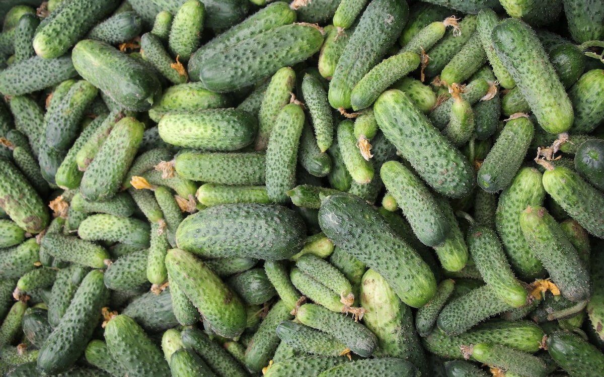 Bei jedem Erntedurchgang werden alle Essiggurken gepflückt, kleine und grosse. 