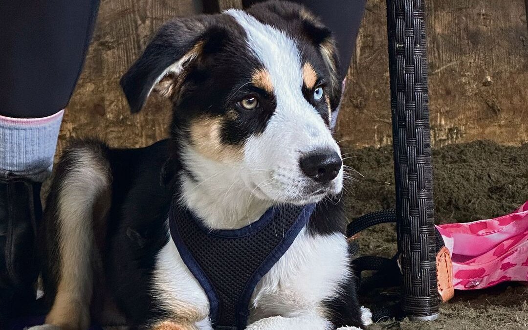 Odin gehört zu den Älteren des Welpenkurses. Der Rüde ist eine Mischung zwischen Husky und Australien-Shepard.