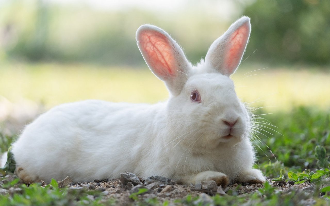 Der Kot von Kaninchen ist ein wertvoller Dünger.