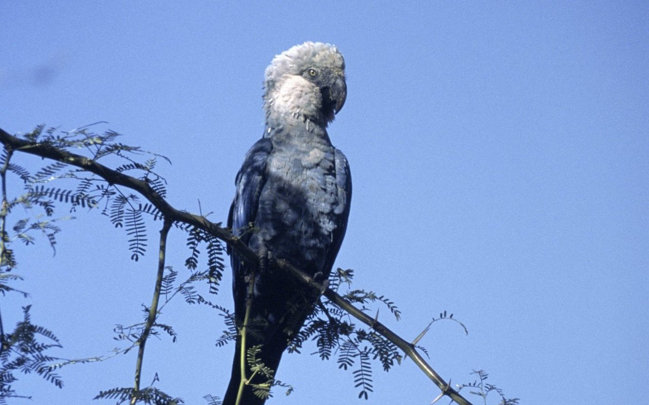 Ein Spix-Ara. 