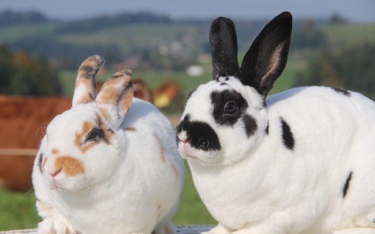 Kleinrex dreifarbig und dalmatinerfarbig.