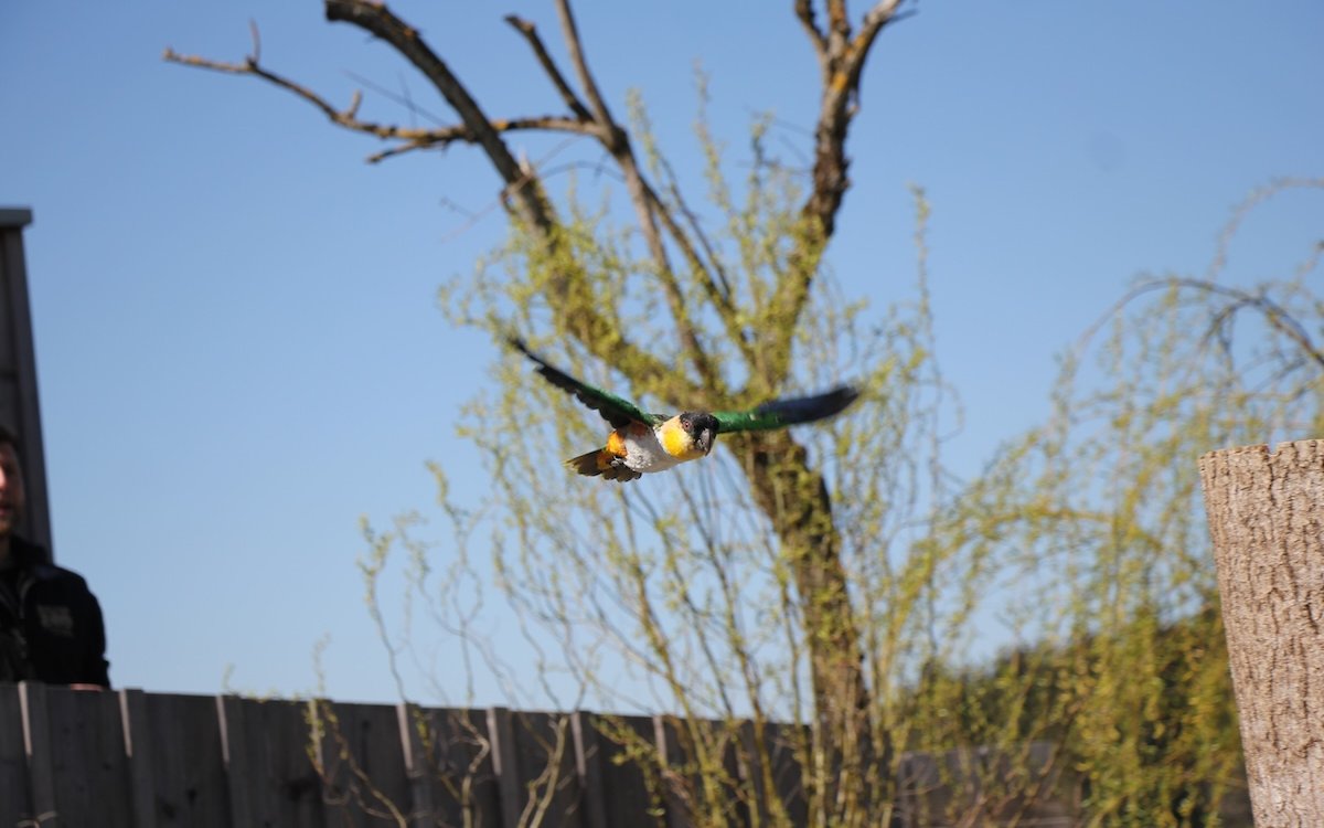 Der Grünzügelpapagei versteckt sich in Büschen, wenn er am Himmel Greifvögel sieht. 