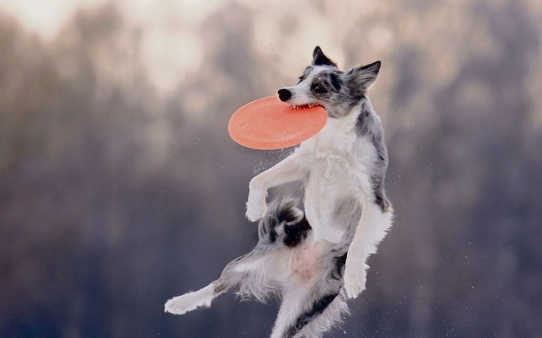 Dog-Frisbee erfreut sich zunehmender Beliebtheit bei Besitzern sprungfreudiger Rassen.