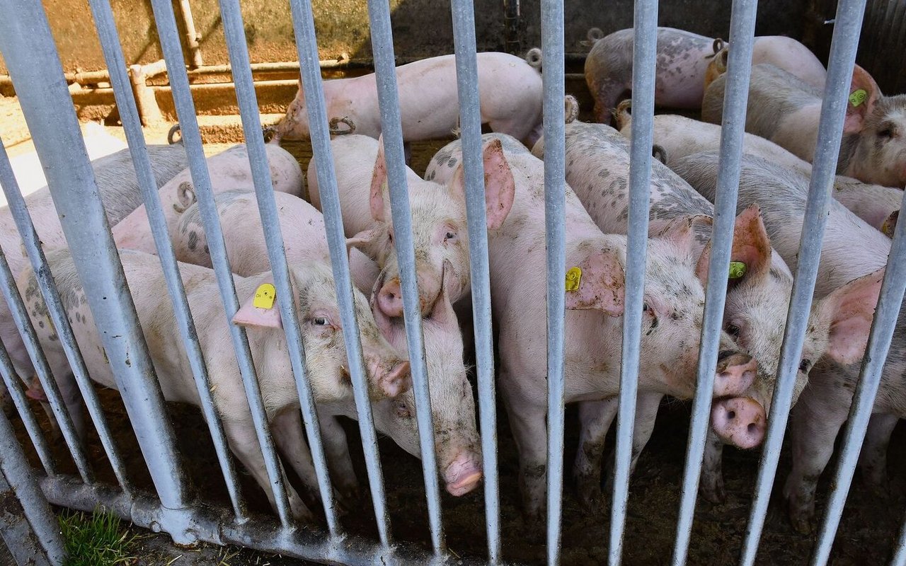 Schweine in der Schweiz leben nach Meinung der Initianten ohne ausreichend Beschäftigung  auf Betonböden. 