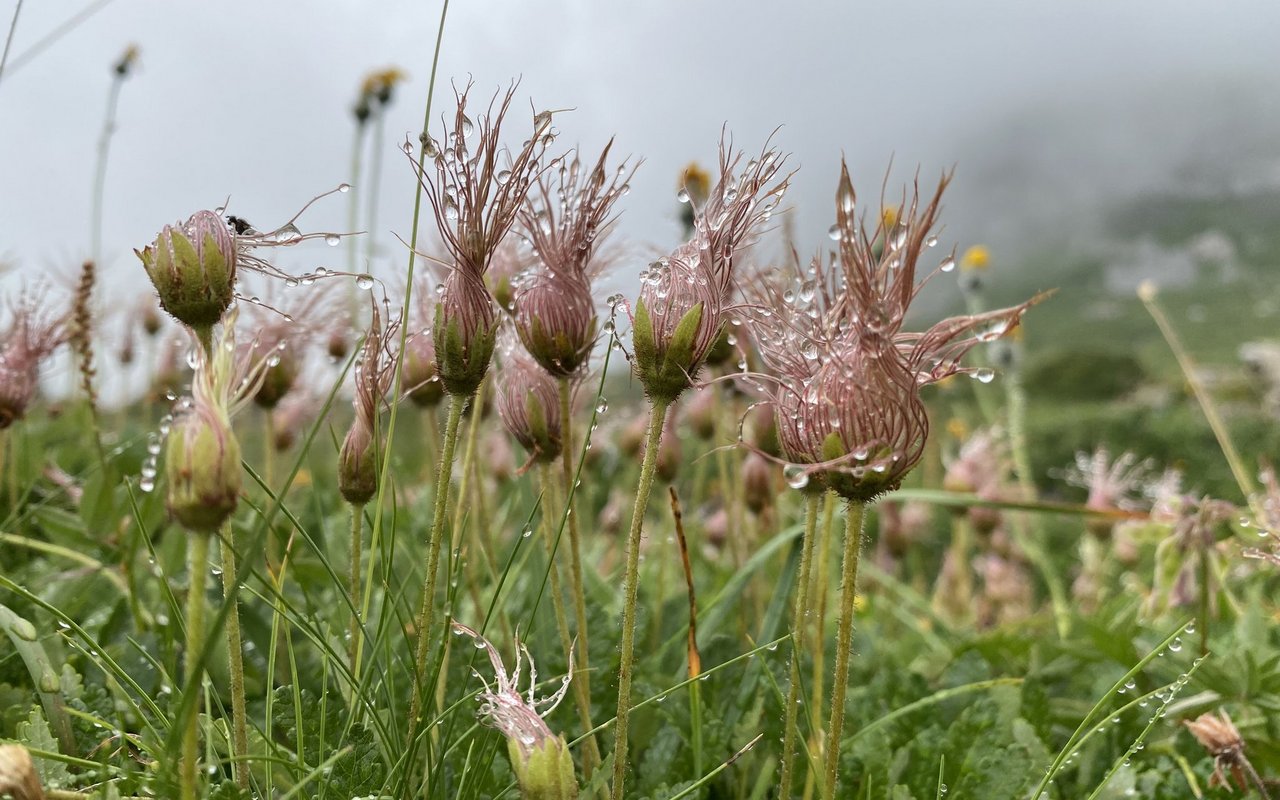 Auf Instagram präsentiert sie ihre schönsten Pflanzenfotos. Hier eine verblühte Silberwurz.