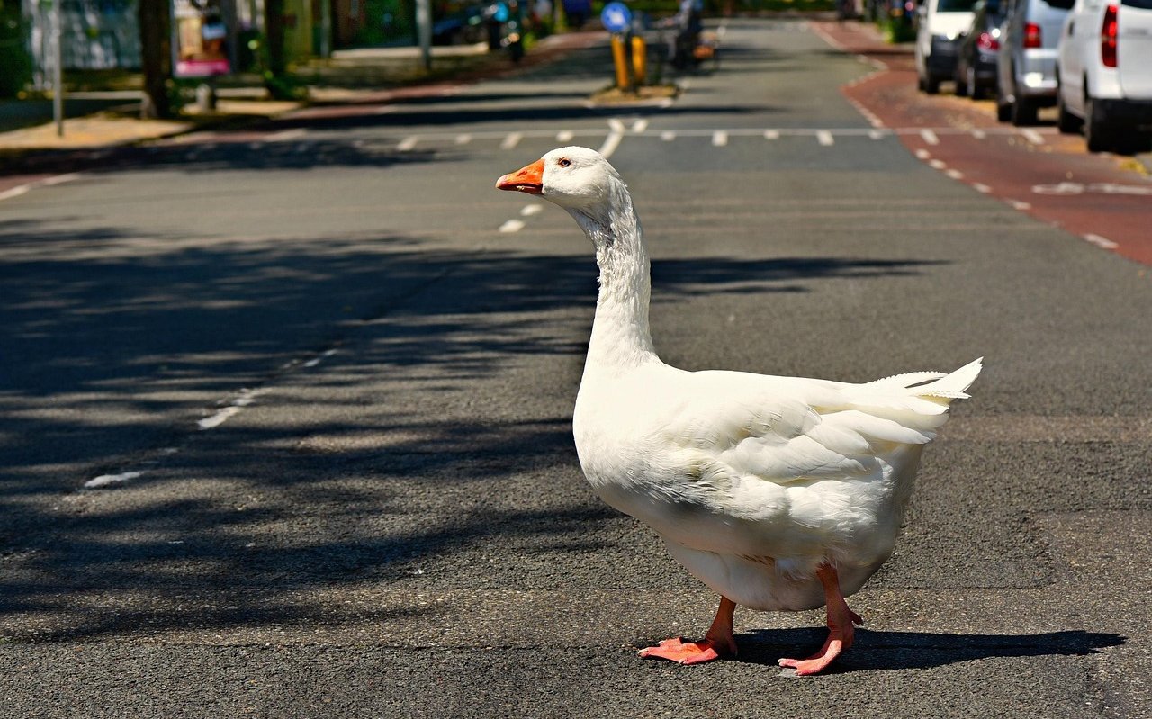 Das urbane Leben beeinflusst das Verhalten vieler Tiere.