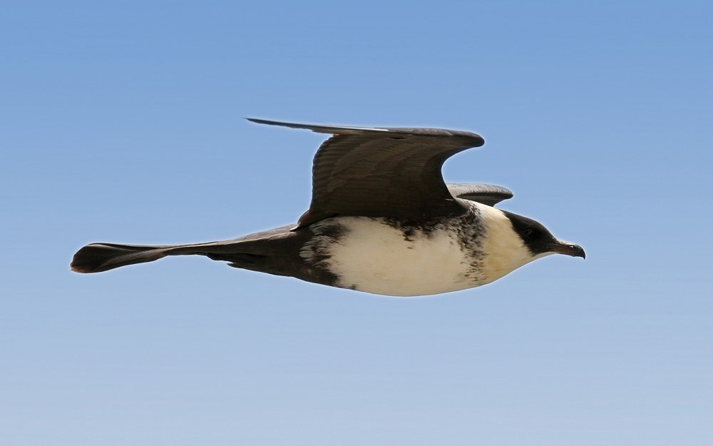 Spatelraubmöwe