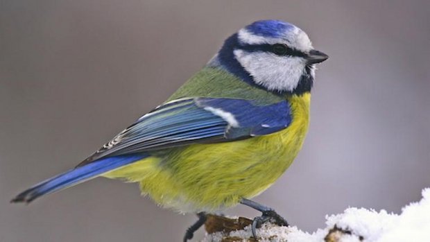 Blaumeise