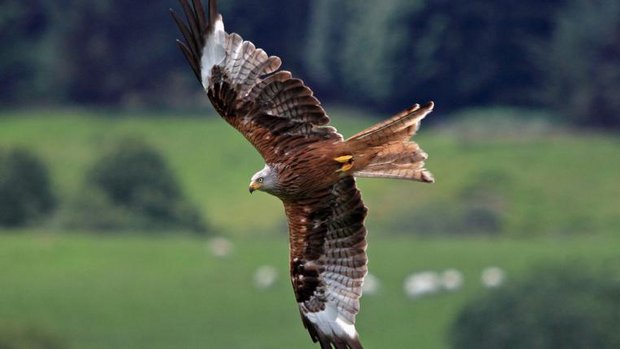 Rotmilan im Flug
