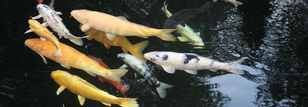 Der Koi-Teich von Samuel Vonlanthen
