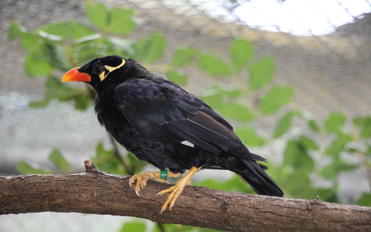Ein Mittel-Beo im Zoo Basel.