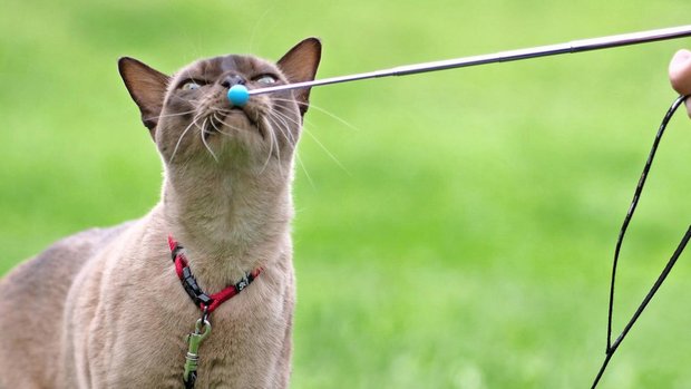 Katze schnüffelt an Trainingsstab