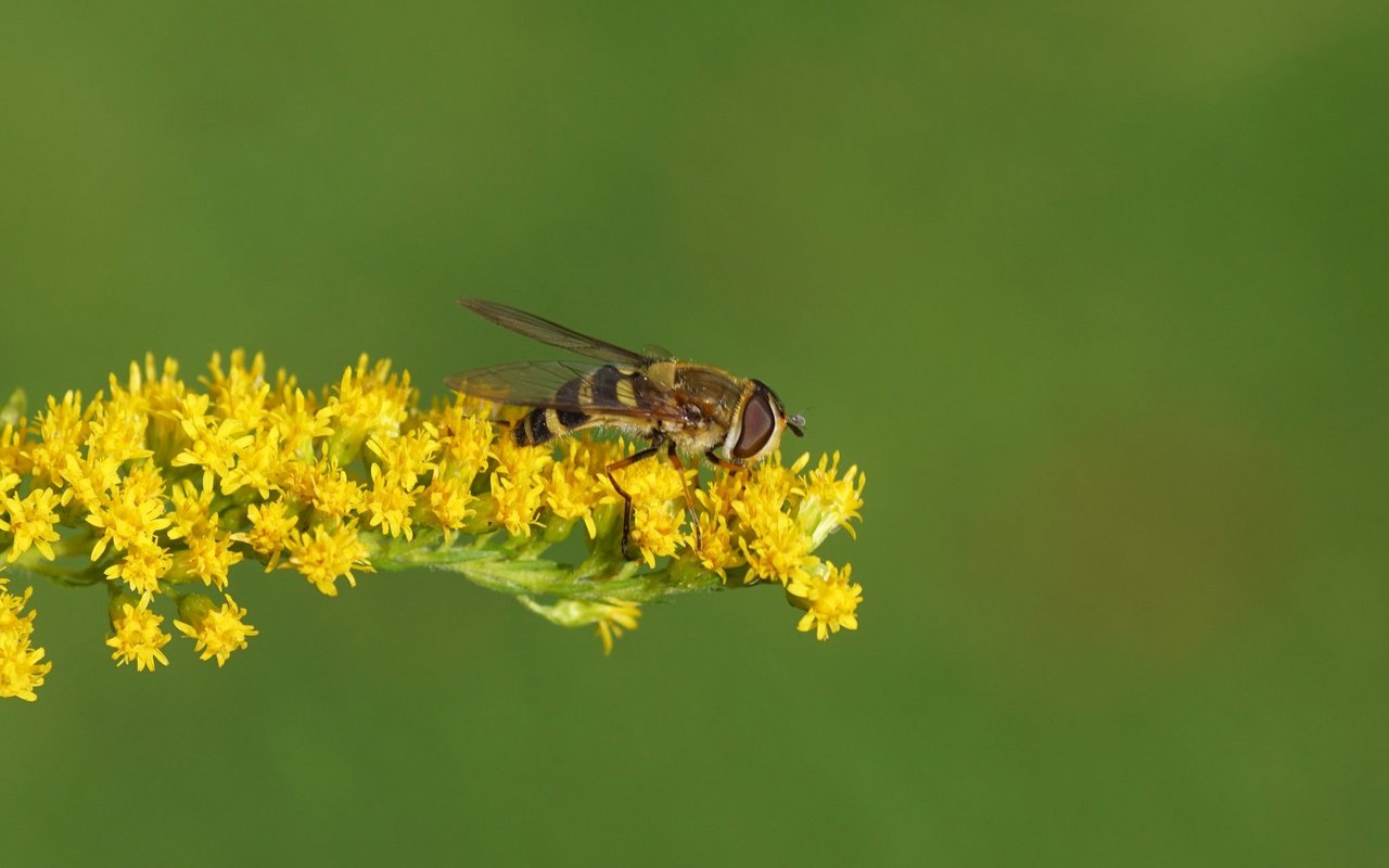 Schwebfliegen können trotz ihres bienenähnlichen Aussehens nicht stechen.