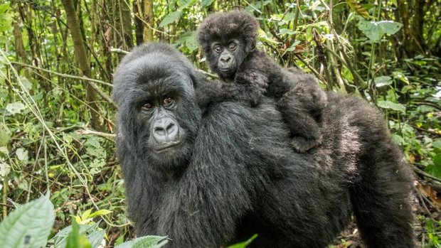 Wieder mehr Berggorillas