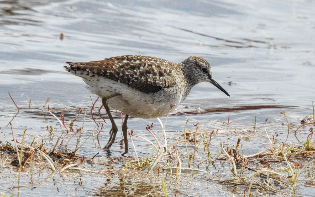 Bruchwasserläufer