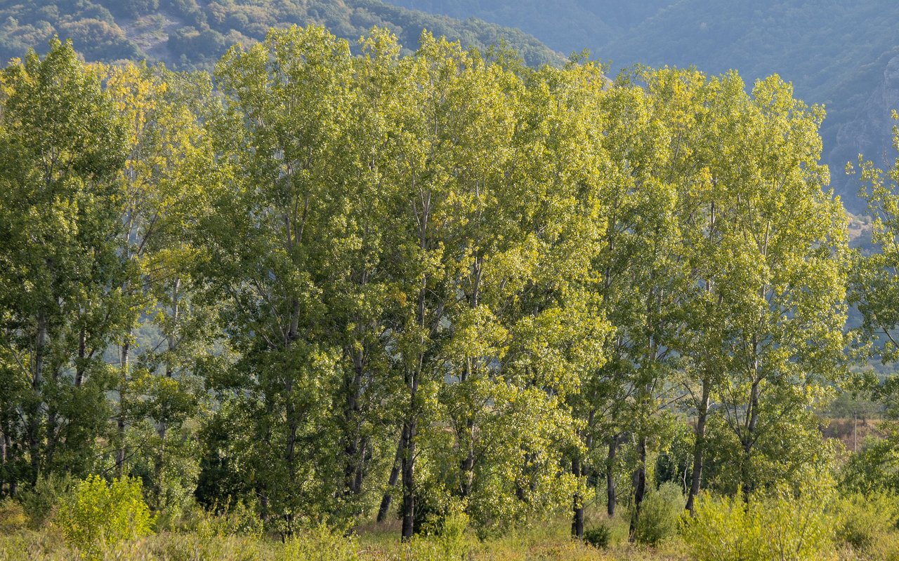 Schwarz-Pappel (Populus nigra)