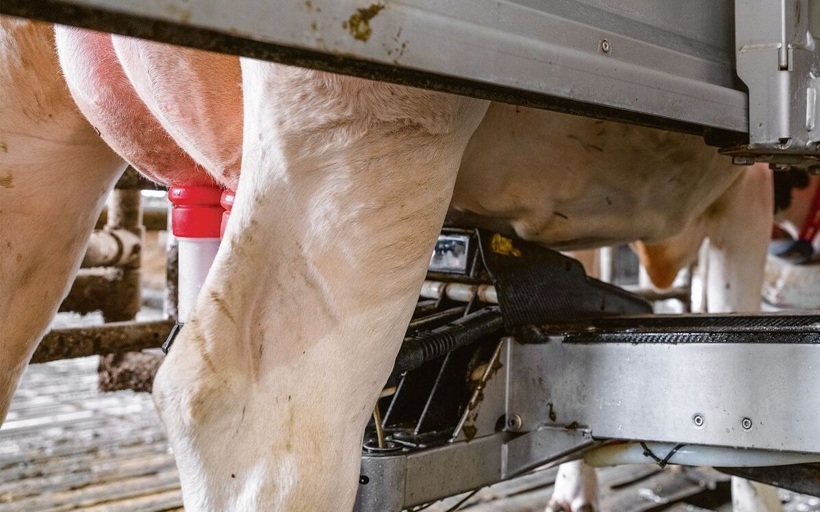 Sensoren erfassen Milchmenge, Qualität und Tiergesundheit in Echtzeit.