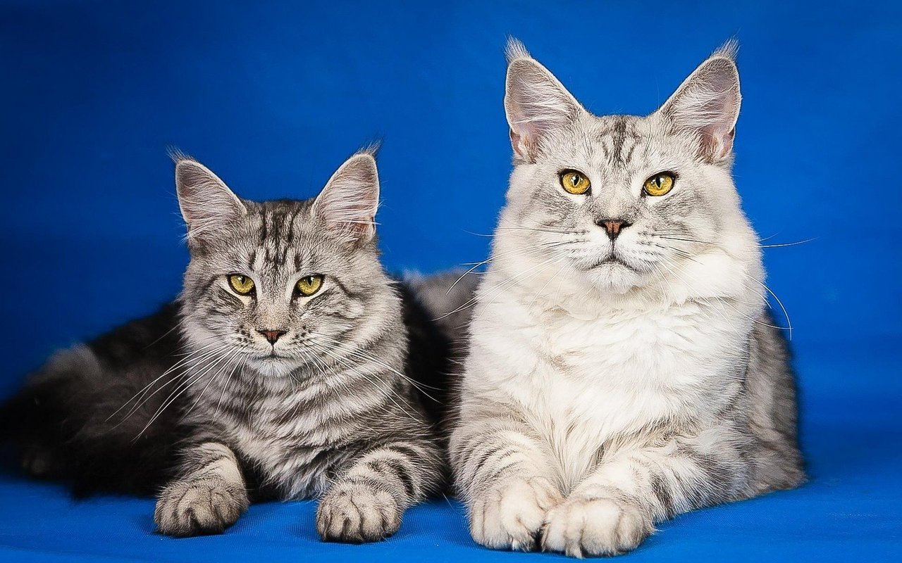 Maine Coon