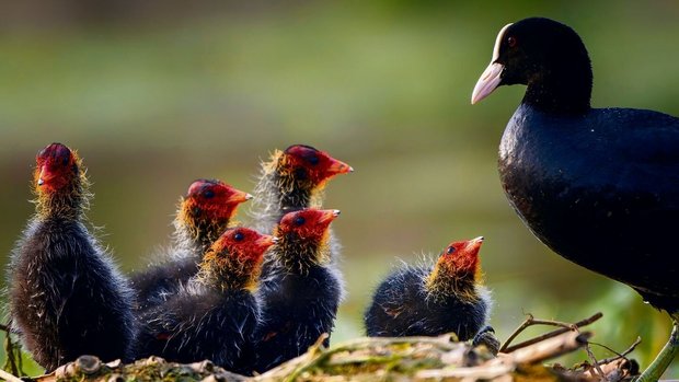Die auffällige Färbung der Blässhuhnküken animiert die Eltern zum Füttern – und vermeidet Verwechslungen.