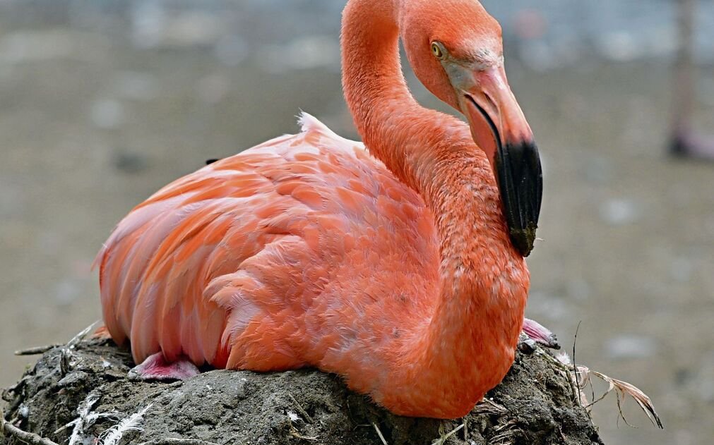 Der Karibische Flamingo brütet auf einem selbst errichteten Kegelnest.  