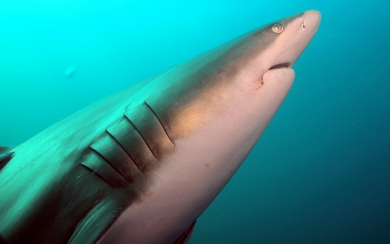 Die Kiemen vorne beim Kopf sind für Fische überlebenswichtig. 