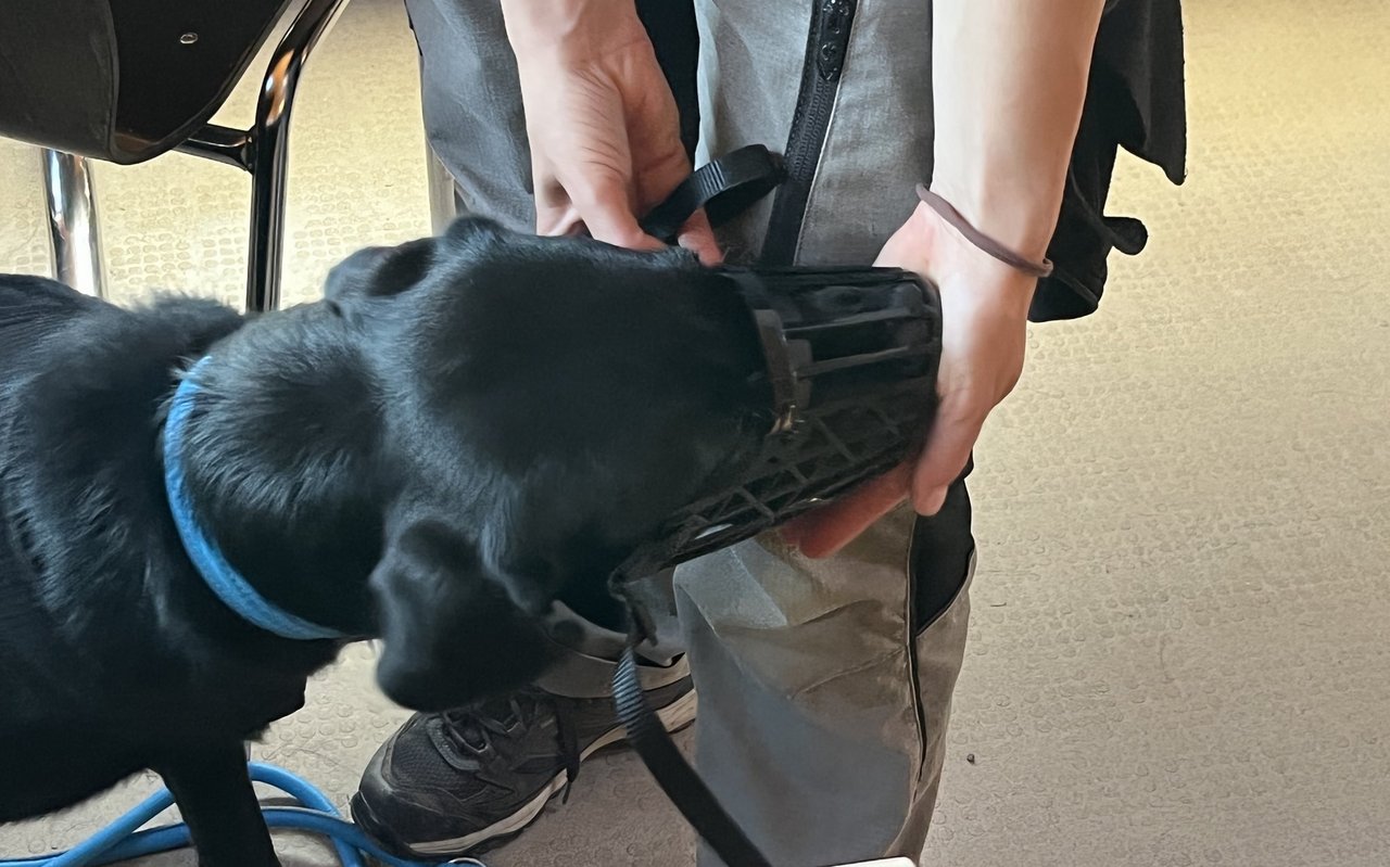 Freiwillig lässt sich kaum ein Hund den Maulkorb anziehen. Das muss Schritt für Schritt trainiert werden. 