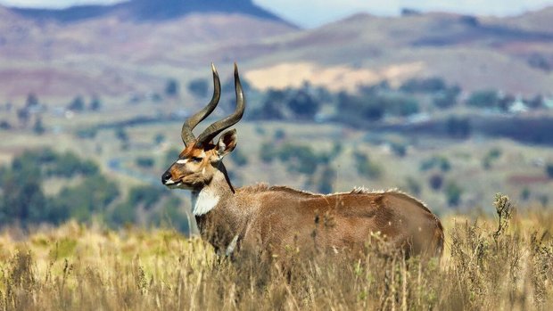 Ein Bergnyala-Bock in der kargen Vegetation der Bale-Berge, wo auch der Äthiopische Wolf (links) umherstreift. 