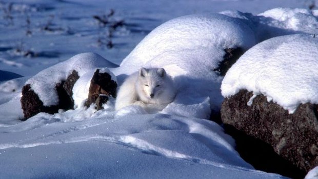 Polarfuchs