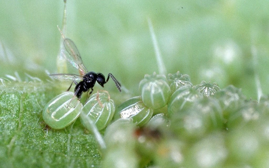 Hier parasitiert ein Schlupfwespen-Weibchen Eier des Tagpfauenauges.