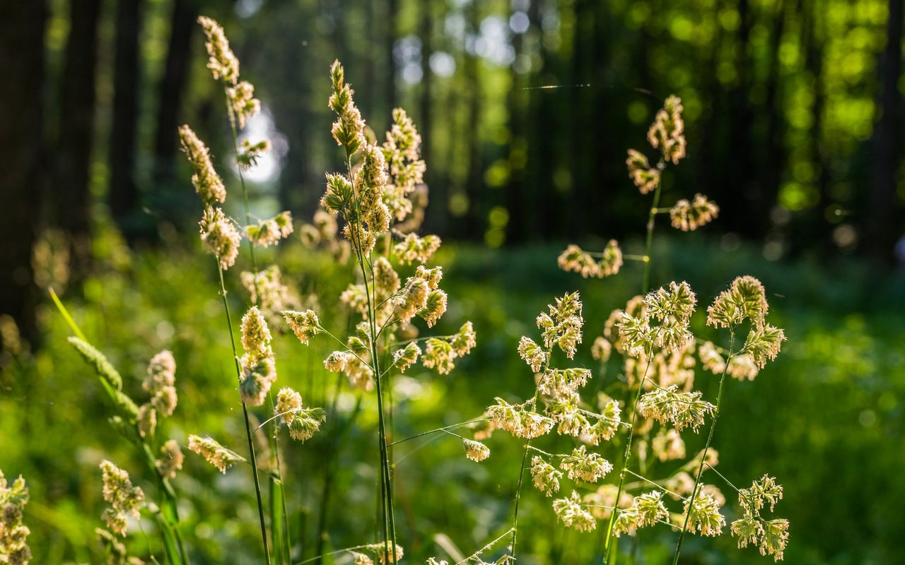 Das Gemeine Knäuelgras ist eines der Übeltäter während der Pollensaison.