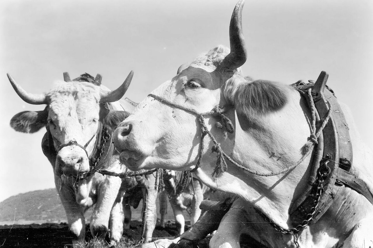 1500 Fotos von Nutztieren bietet das Agrararchiv, darunter diese eingespannten Ochsen von 1947. 