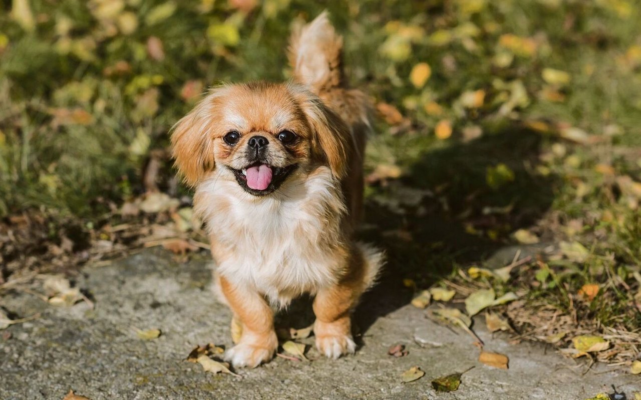 Tibet Spaniel