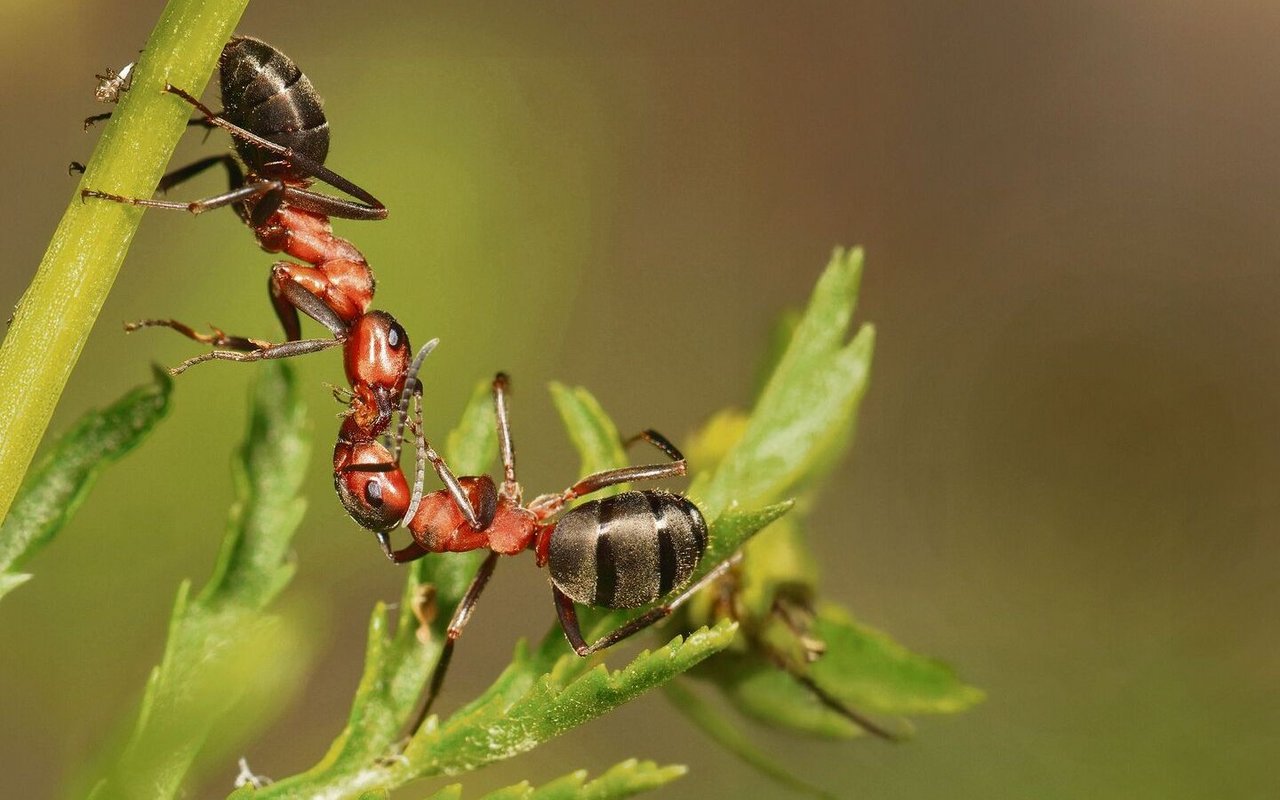 Im Solothurner Jura erkunden Naturfreunde mit Ameisenexperten die verborgene Welt der Waldameisen – und erfahren dabei Spannendes über ihre Lebensweise, ökologische Bedeutung und den regionalen Schutz durch Freiwillige.
