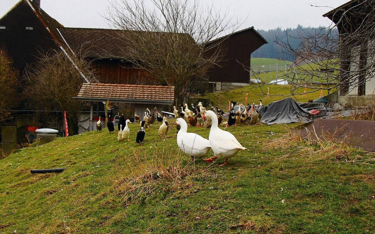 Die Laufenten und beide Gänse haben eine umzäunte Kuhweide mit grossem Schutzhaus zur Verfügung. 