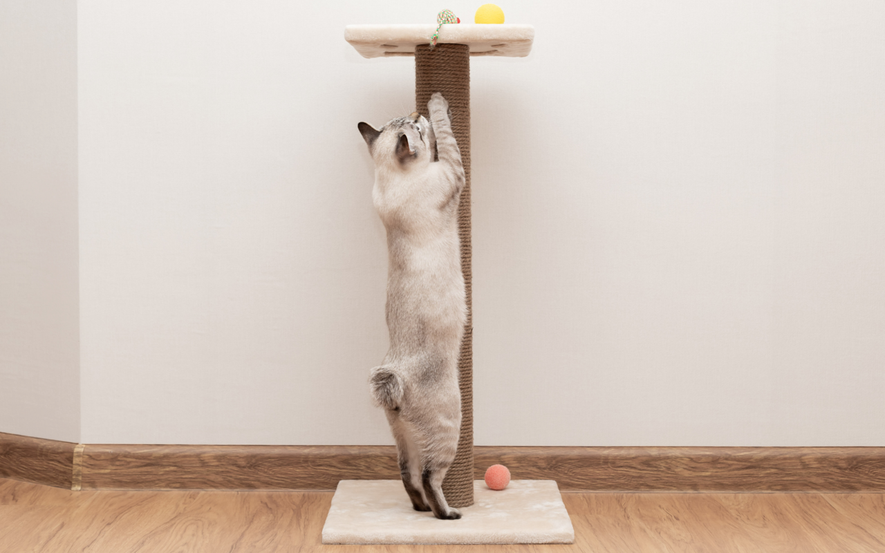 Der Stamm sollte so lang sein, dass sich die Katze zum Kratzmarkieren auch daran strecken kann.