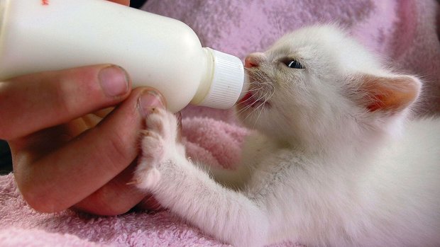 Baby Katze