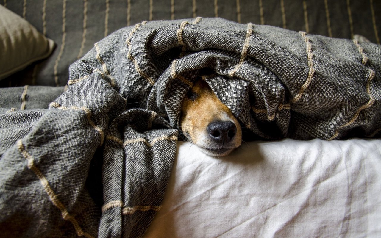 Tiere verstecken lange, dass es ihnen nicht gut geht.