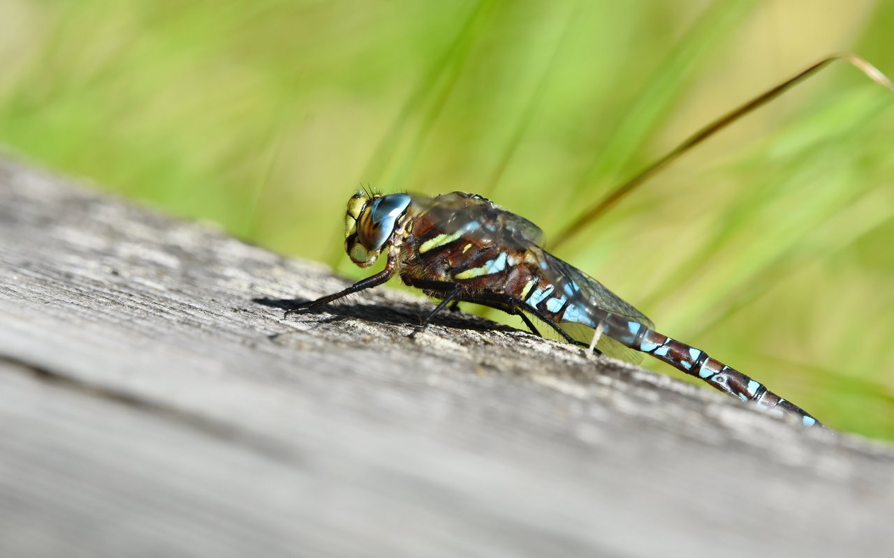 Hochmoor-Mosaikjungfer (Aeshna subarctica)