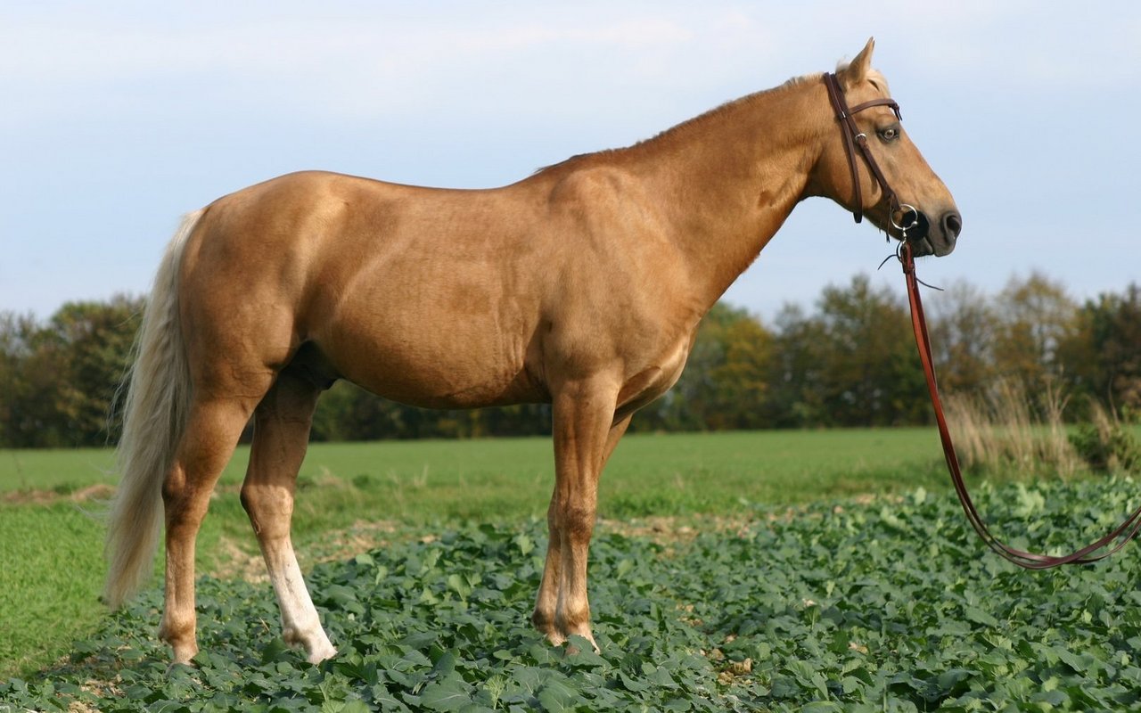 Der Missouri Foxtrotter ist kompakt gebaut und hat ein feines Gesicht. 