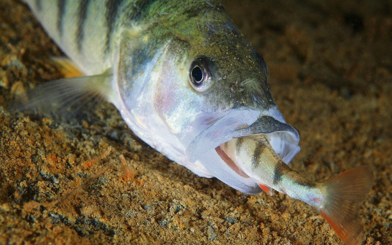 Bei Hunger fressen Flussbarsche kleinere Artgenossen.