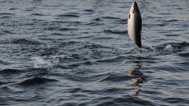 lachs.jpg