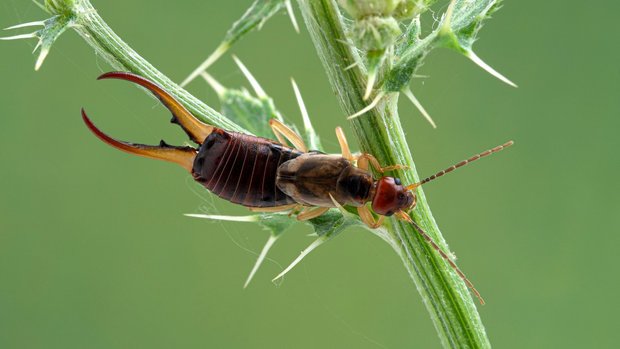 ein Ohrwurm ist auf einem Stengel unterwegs
